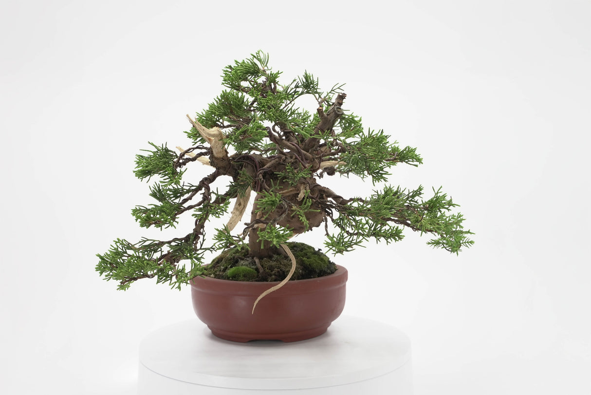 真柏 加瀬 NO.002|小品盆栽