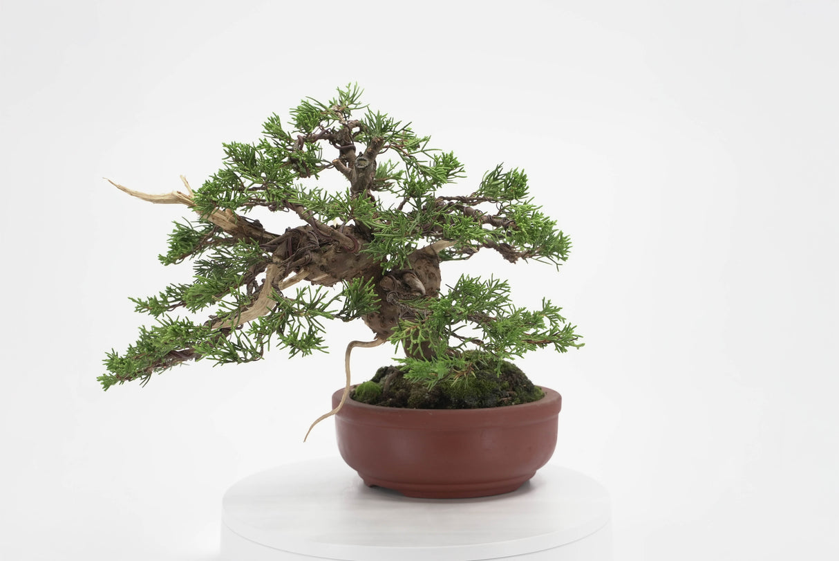 真柏 加瀬 NO.002|小品盆栽