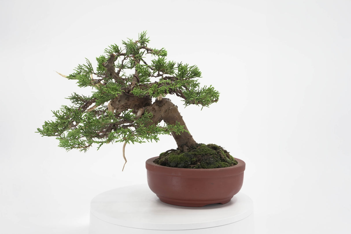 真柏 加瀬 NO.002|小品盆栽