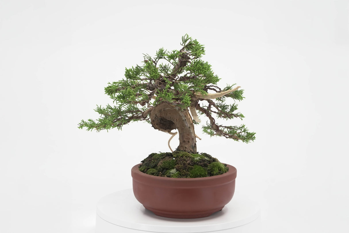 真柏 加瀬 NO.002|小品盆栽