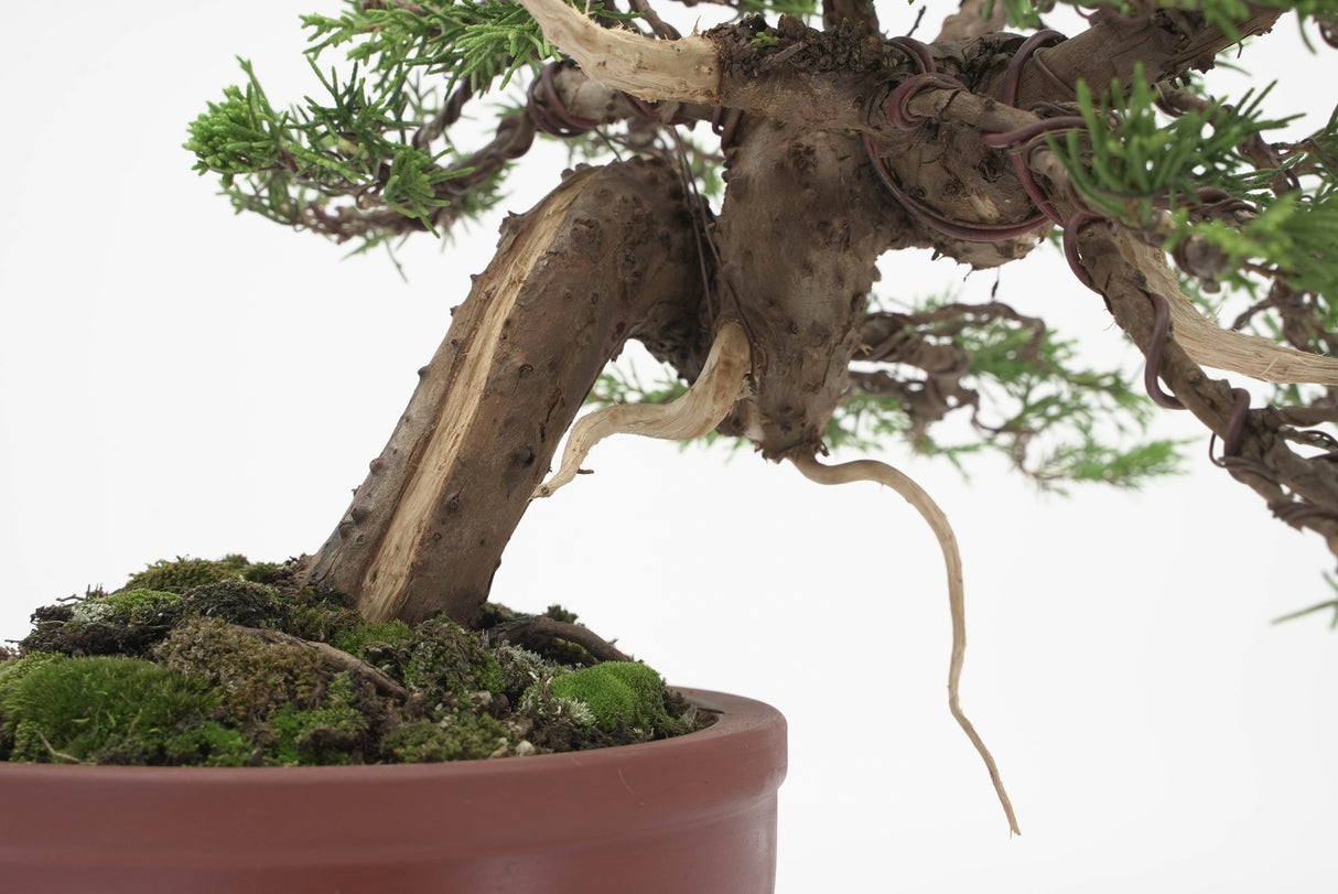 真柏 加瀬 NO.002|小品盆栽