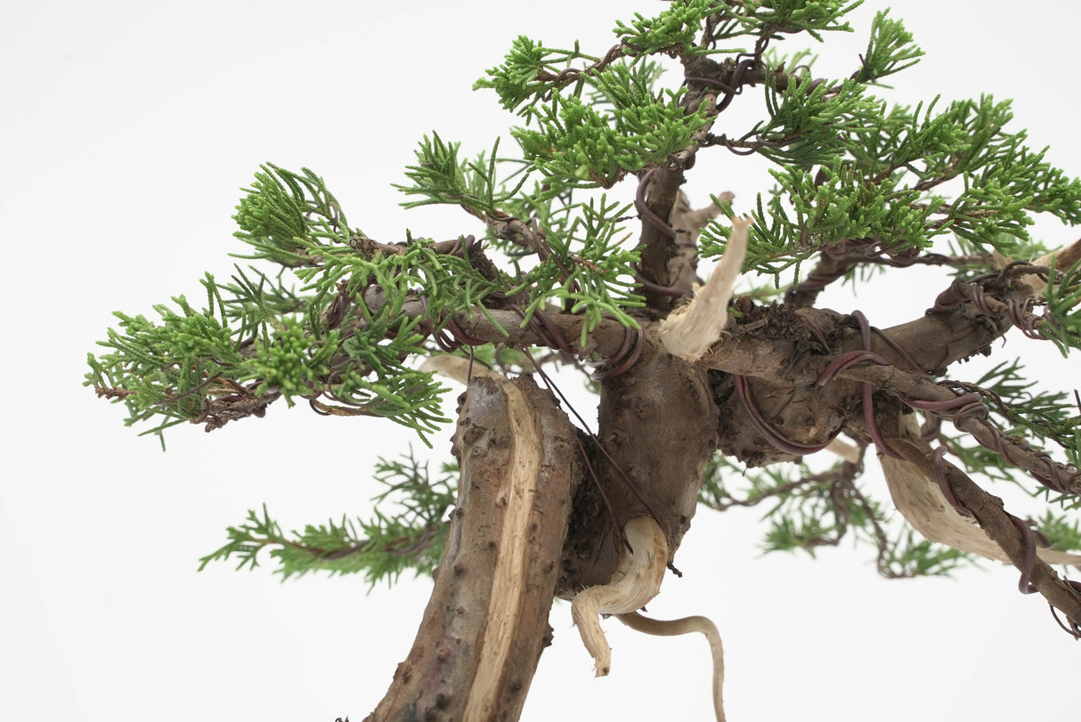 真柏 加瀬 NO.002|小品盆栽