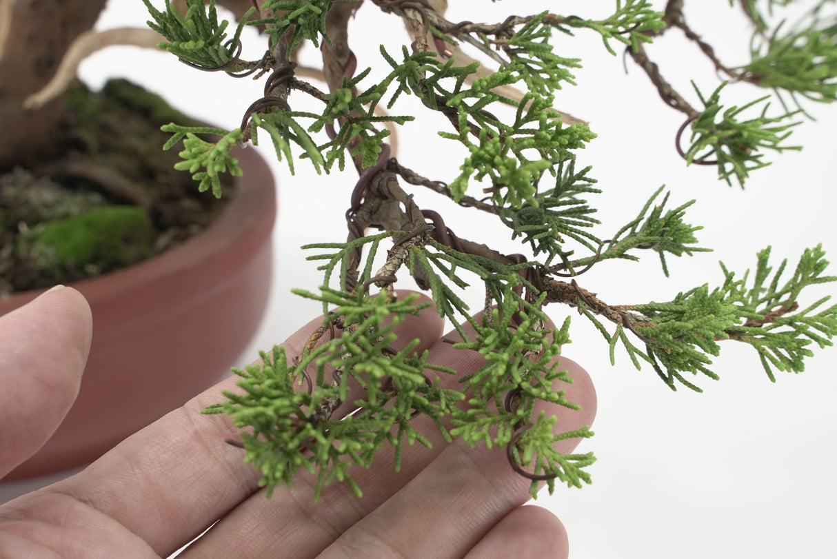 真柏 加瀬 NO.002|小品盆栽