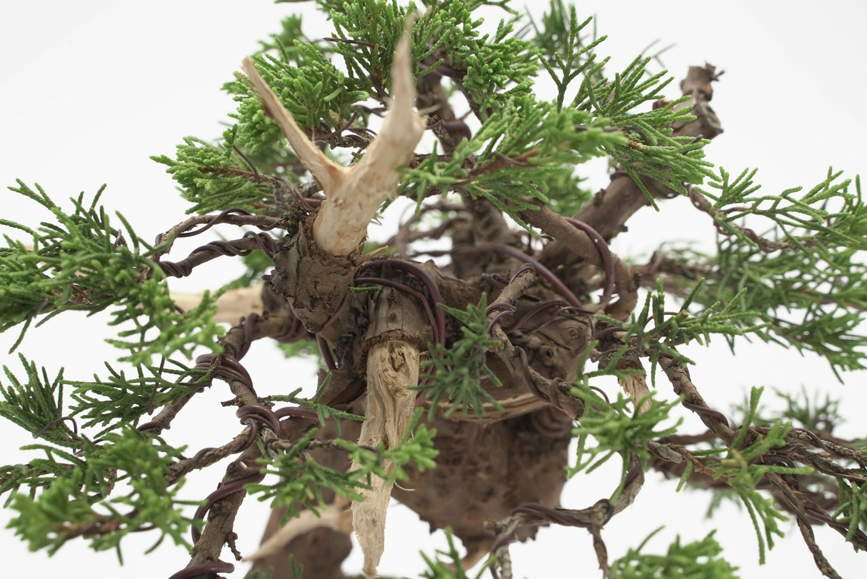 真柏 加瀬 NO.002|小品盆栽