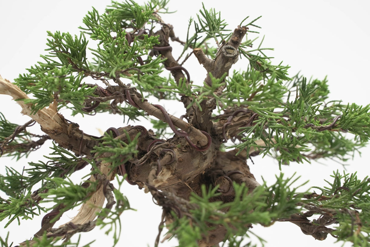 真柏 加瀬 NO.002|小品盆栽