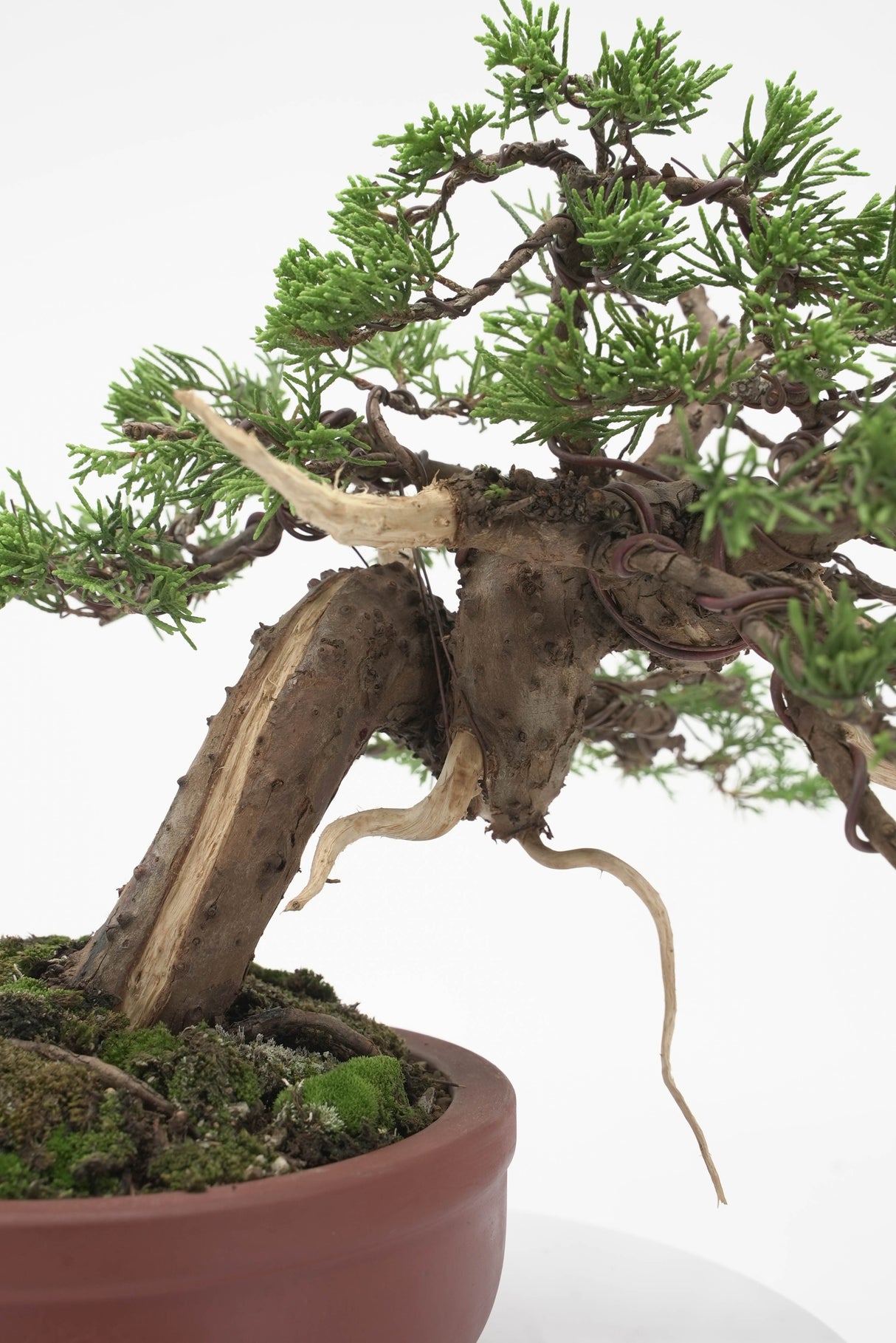 真柏 加瀬 NO.002|小品盆栽