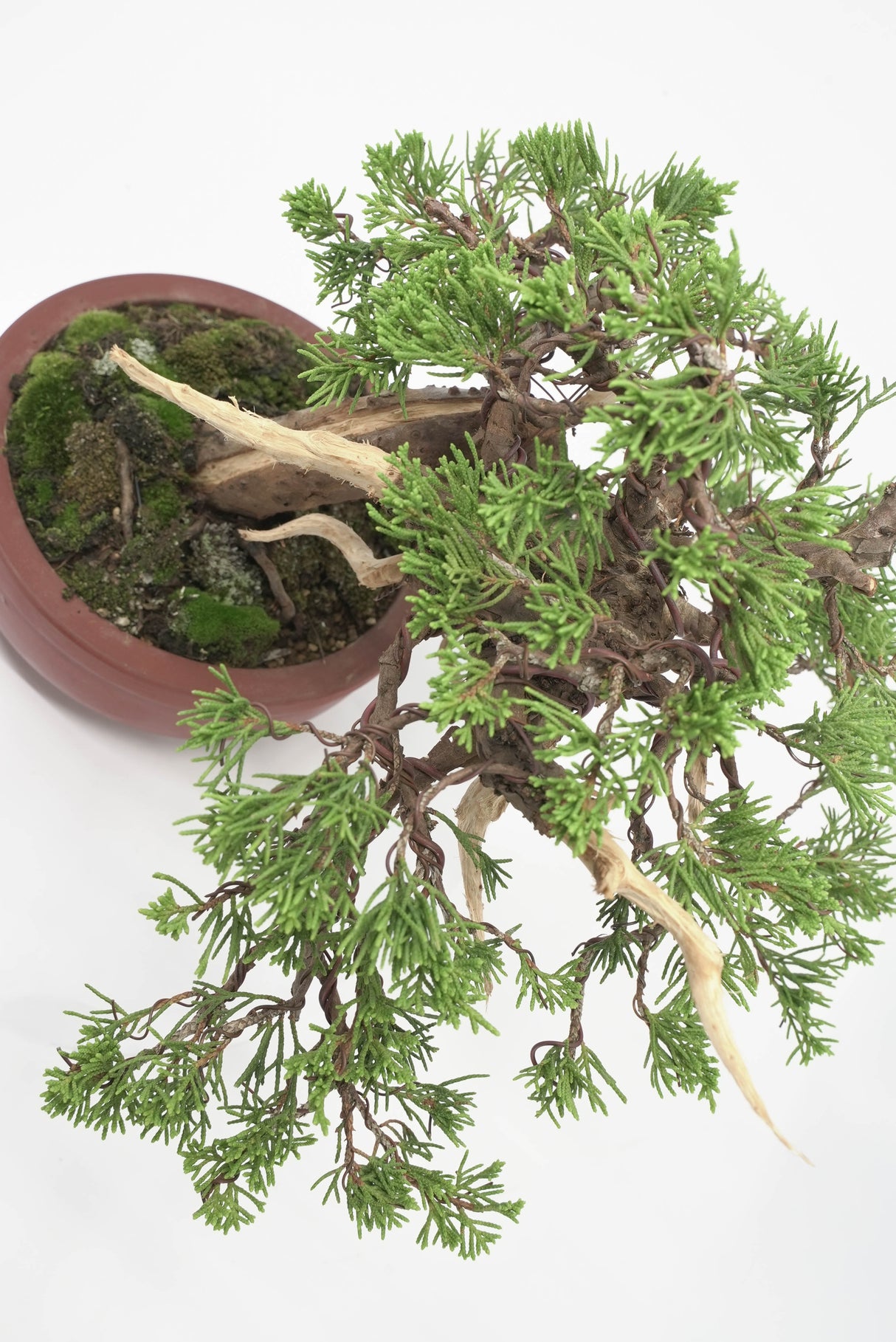 真柏 加瀬 NO.002|小品盆栽