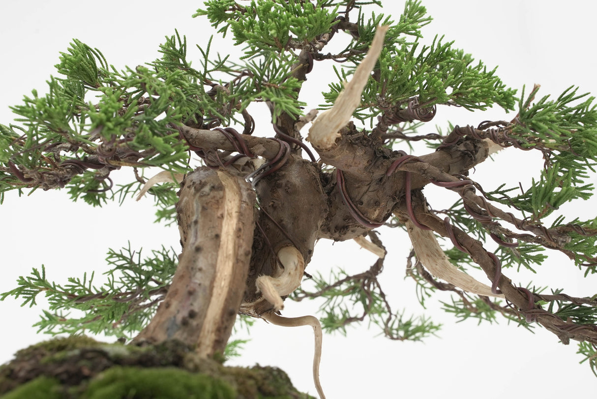 真柏 加瀬 NO.002|小品盆栽