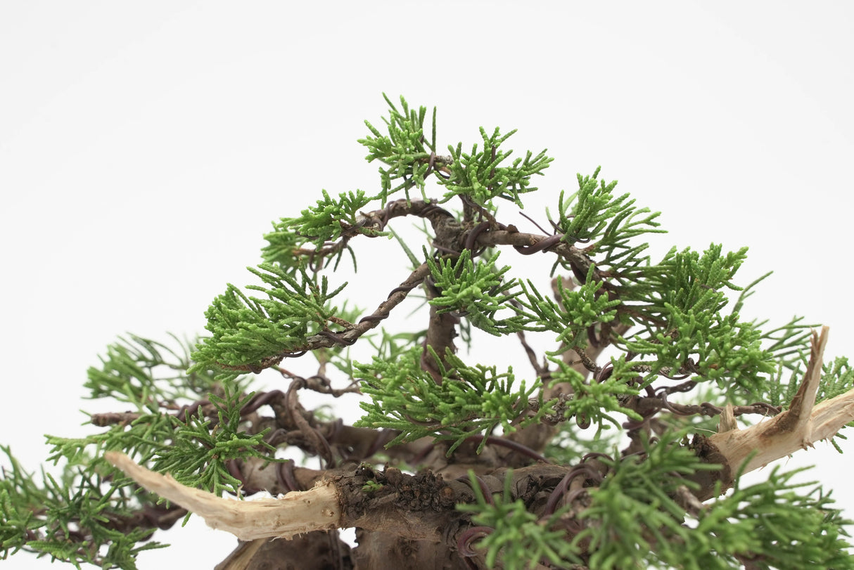 真柏 加瀬 NO.002|小品盆栽