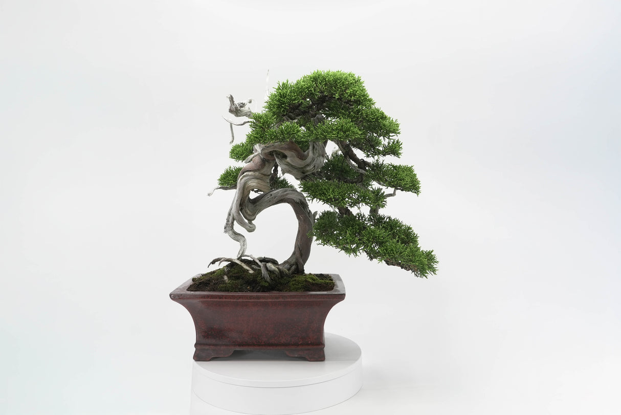 真柏 佐藤 No.001|小品盆栽