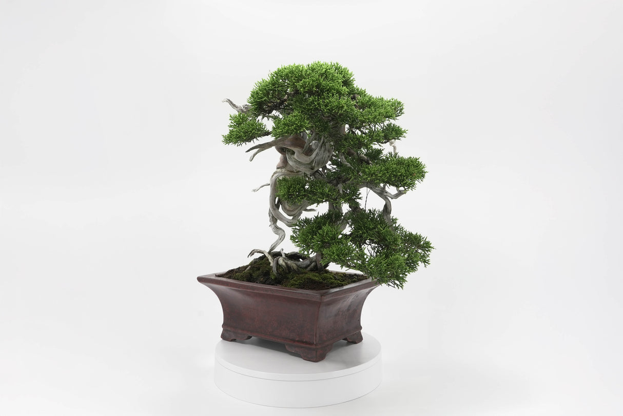 真柏 佐藤 No.001|小品盆栽