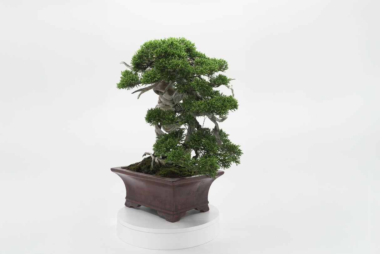 真柏 佐藤 No.001|小品盆栽