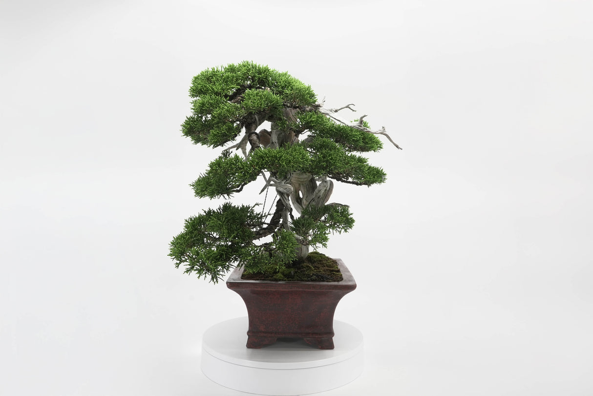 真柏 佐藤 No.001|小品盆栽