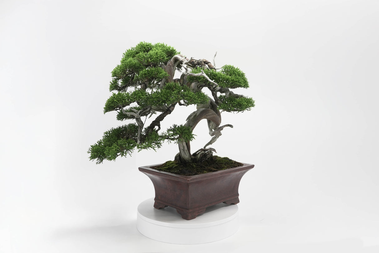 真柏 佐藤 No.001|小品盆栽