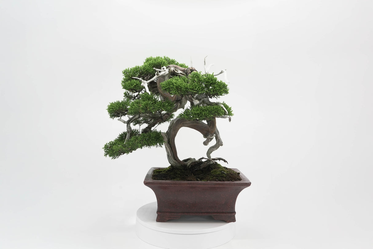 真柏 佐藤 No.001|小品盆栽