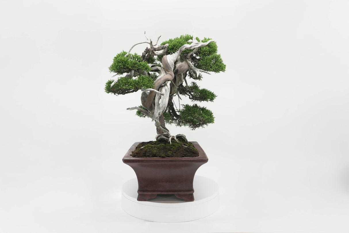 真柏 佐藤 No.001|小品盆栽