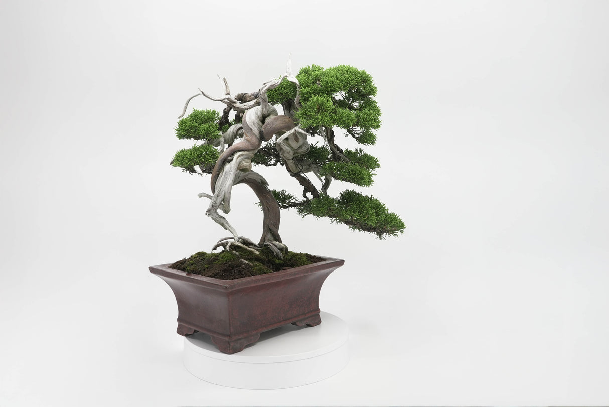 真柏 佐藤 No.001|小品盆栽