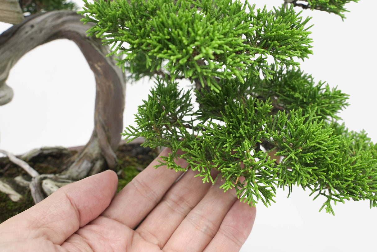 真柏 佐藤 No.001|小品盆栽