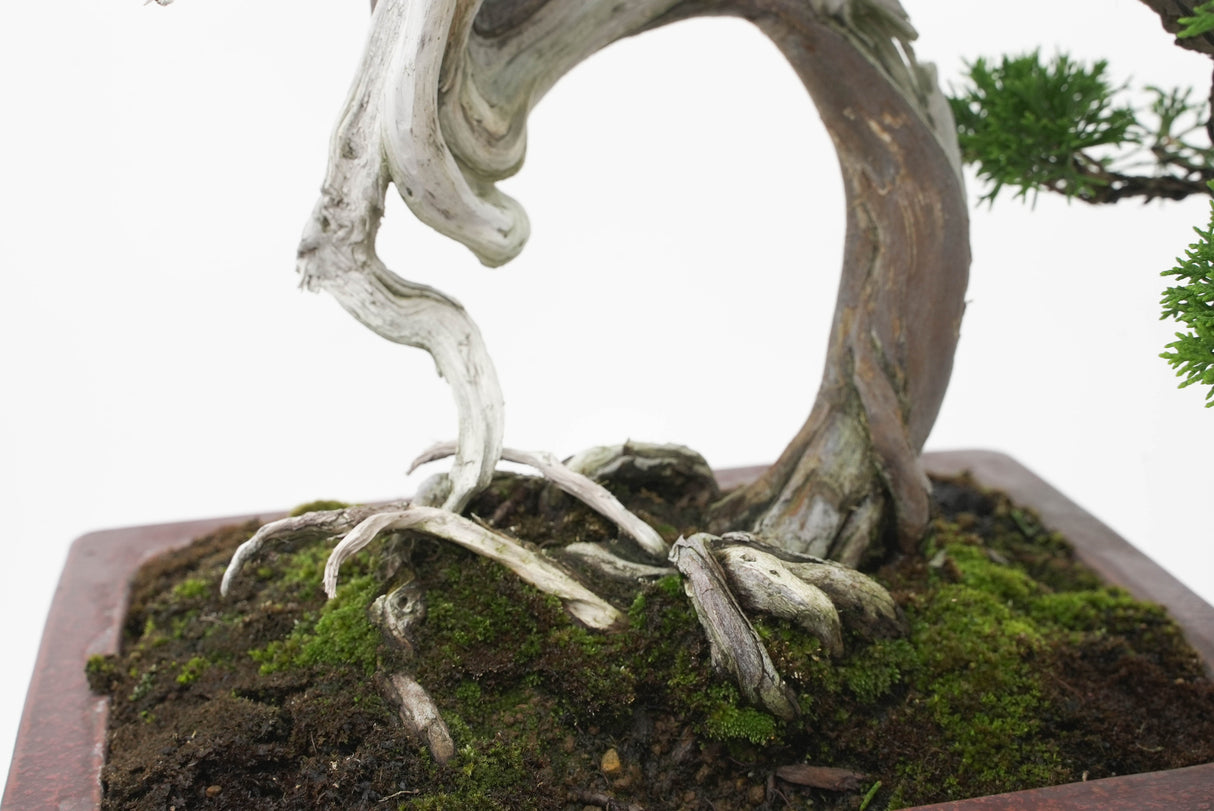 真柏 佐藤 No.001|小品盆栽