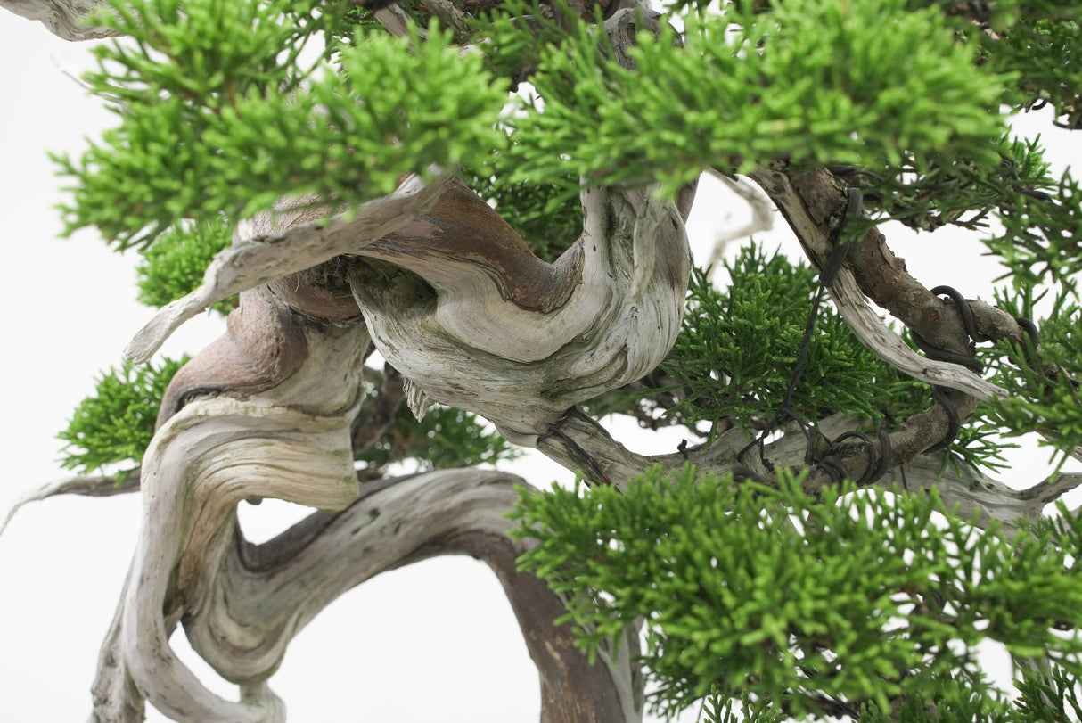 真柏 佐藤 No.001|小品盆栽