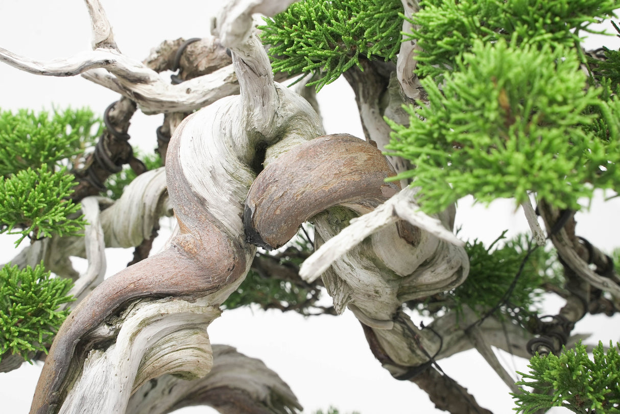 真柏 佐藤 No.001|小品盆栽