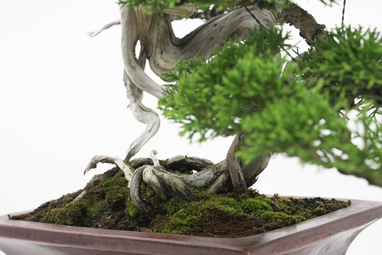 真柏 佐藤 No.001|小品盆栽