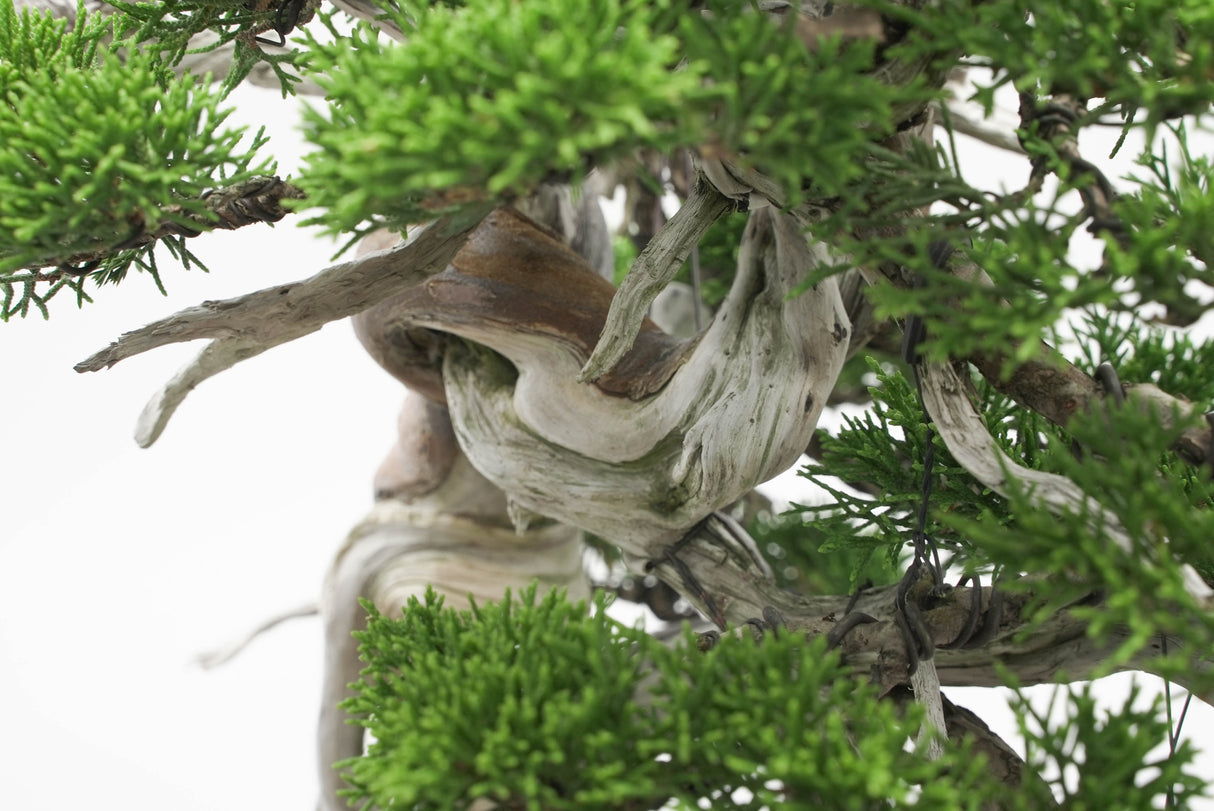 真柏 佐藤 No.001|小品盆栽