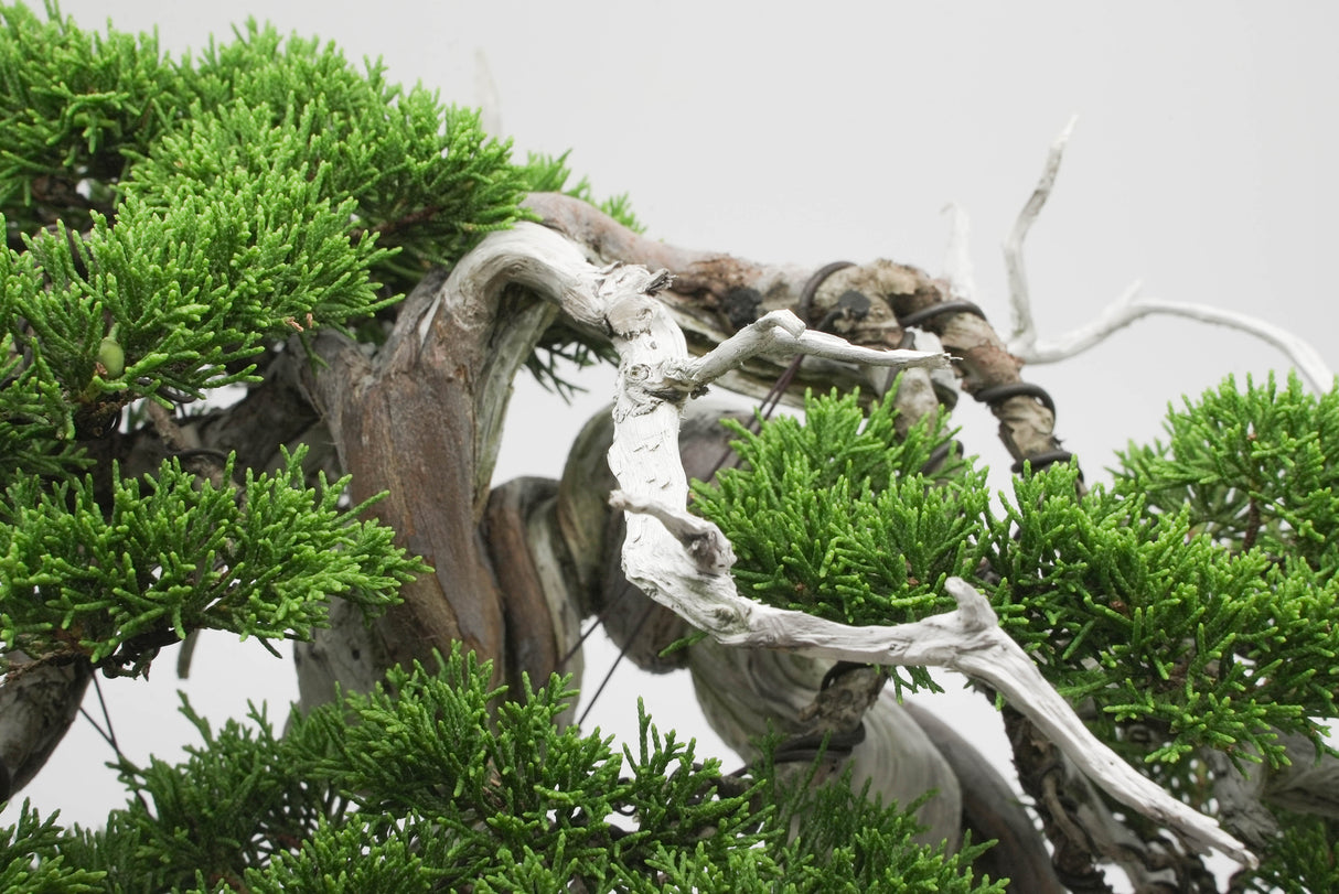 真柏 佐藤 No.001|小品盆栽