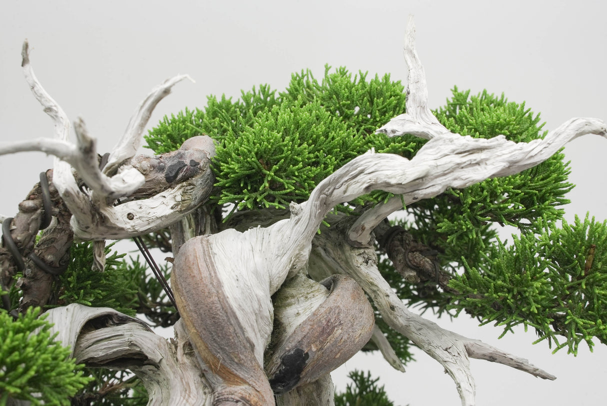 真柏 佐藤 No.001|小品盆栽