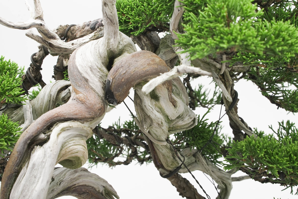 真柏 佐藤 No.001|小品盆栽