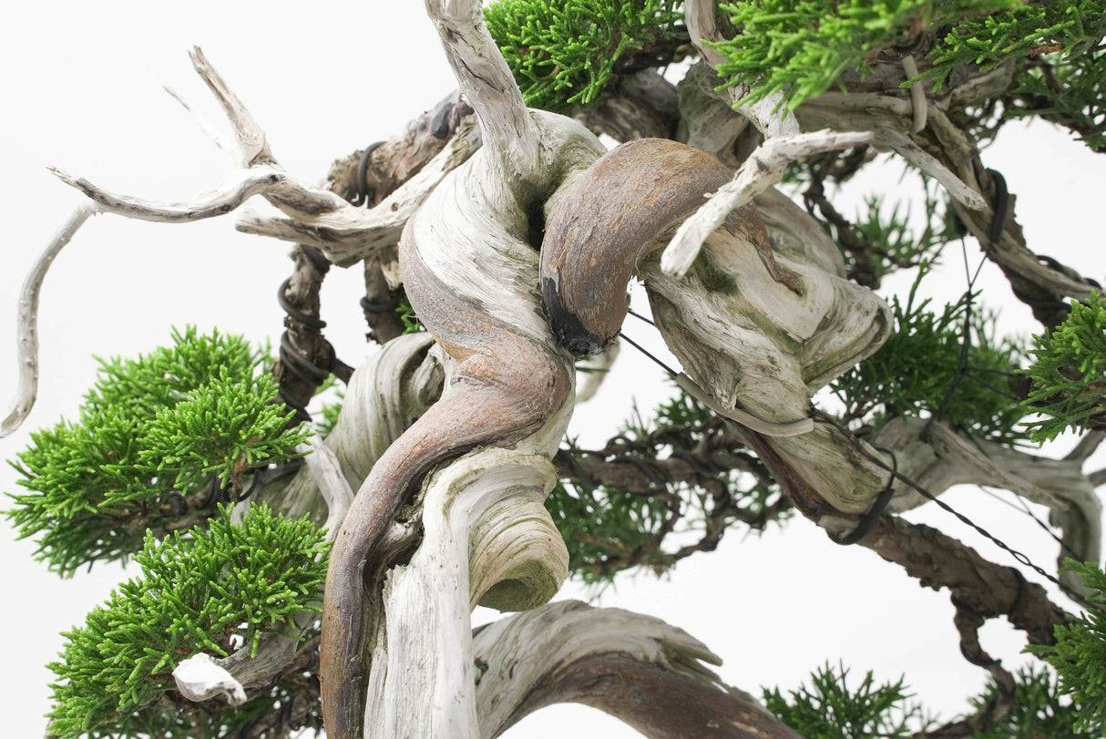 真柏 佐藤 No.001|小品盆栽