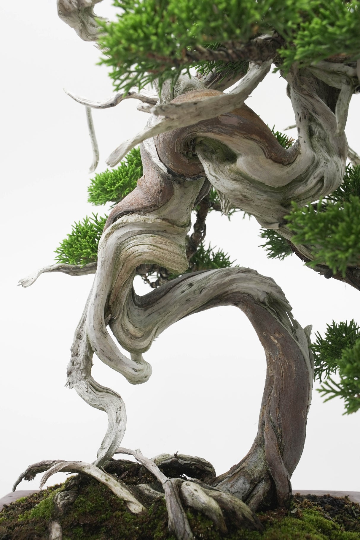 真柏 佐藤 No.001|小品盆栽