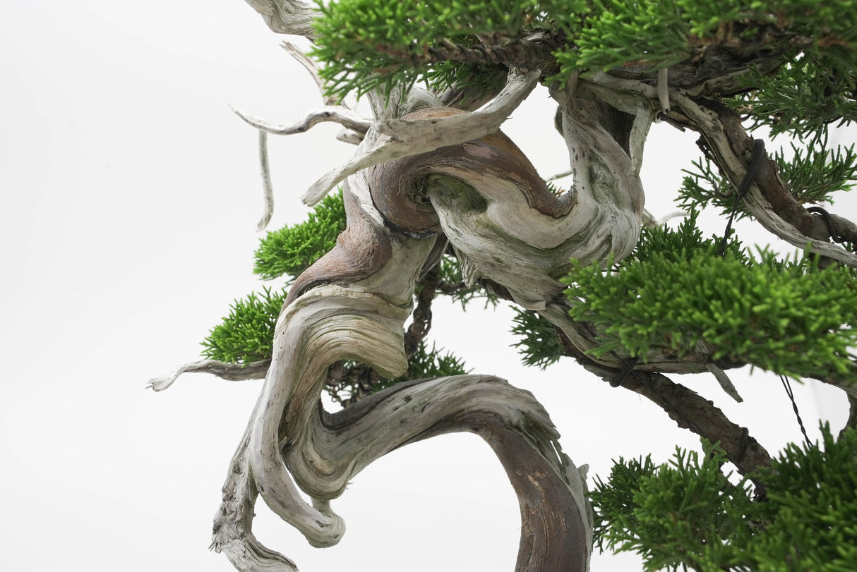 真柏 佐藤 No.001|小品盆栽