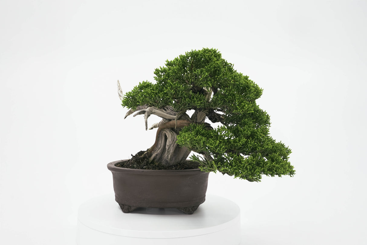 真柏 平松 No.001|小品盆栽