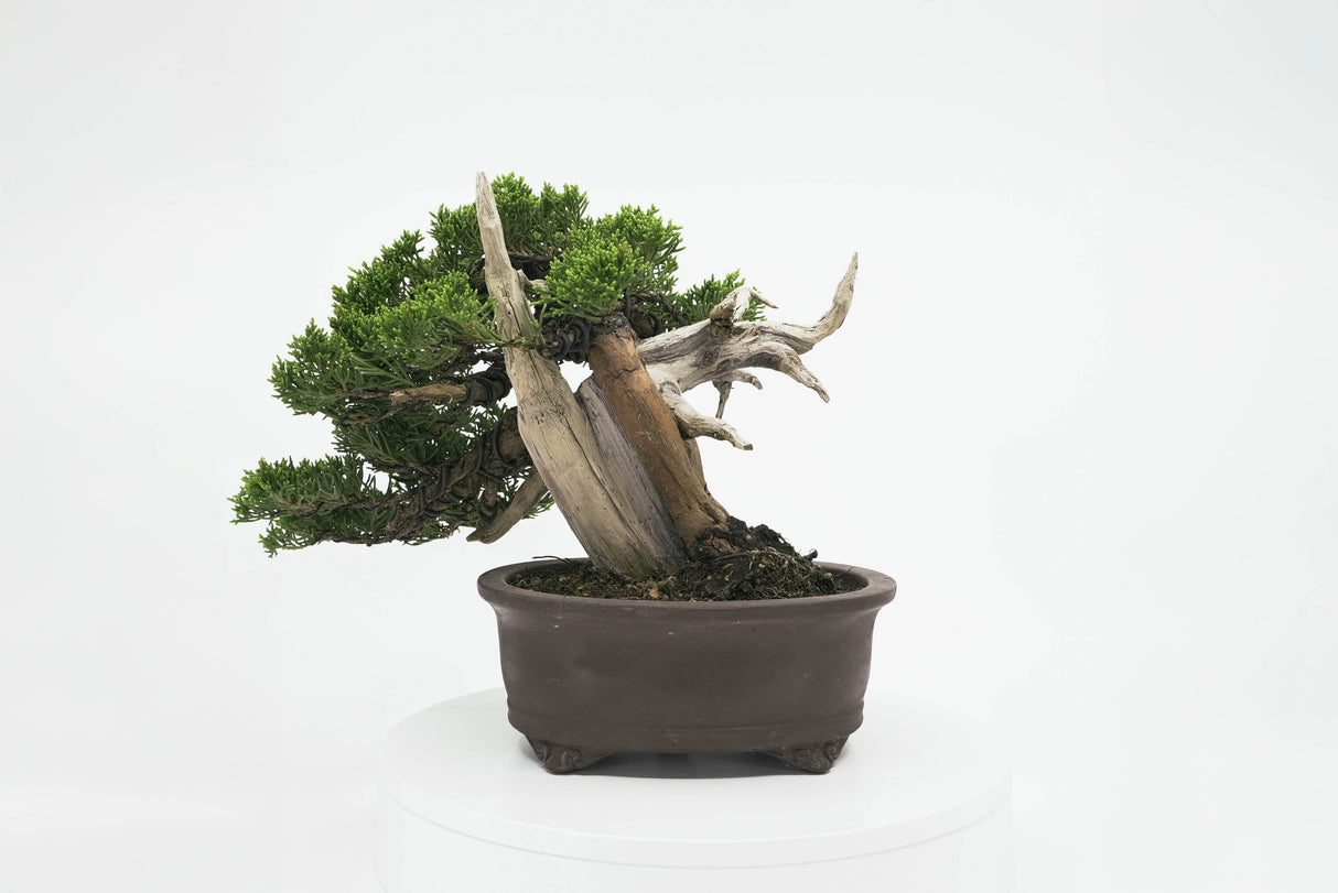 真柏 平松 No.001|小品盆栽