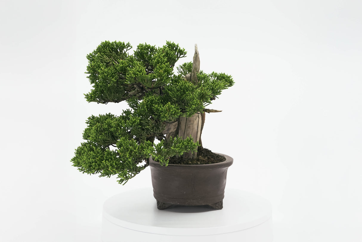 真柏 平松 No.001|小品盆栽