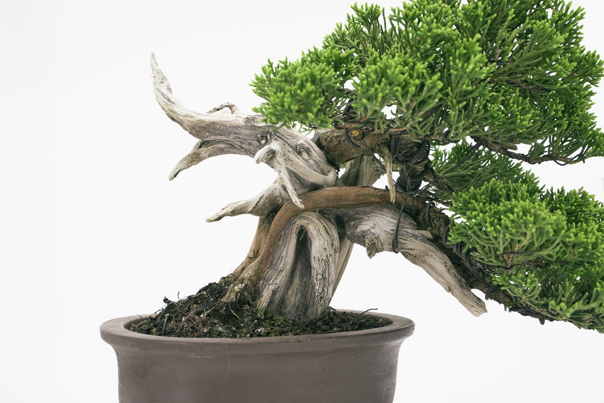 真柏 平松 No.001|小品盆栽