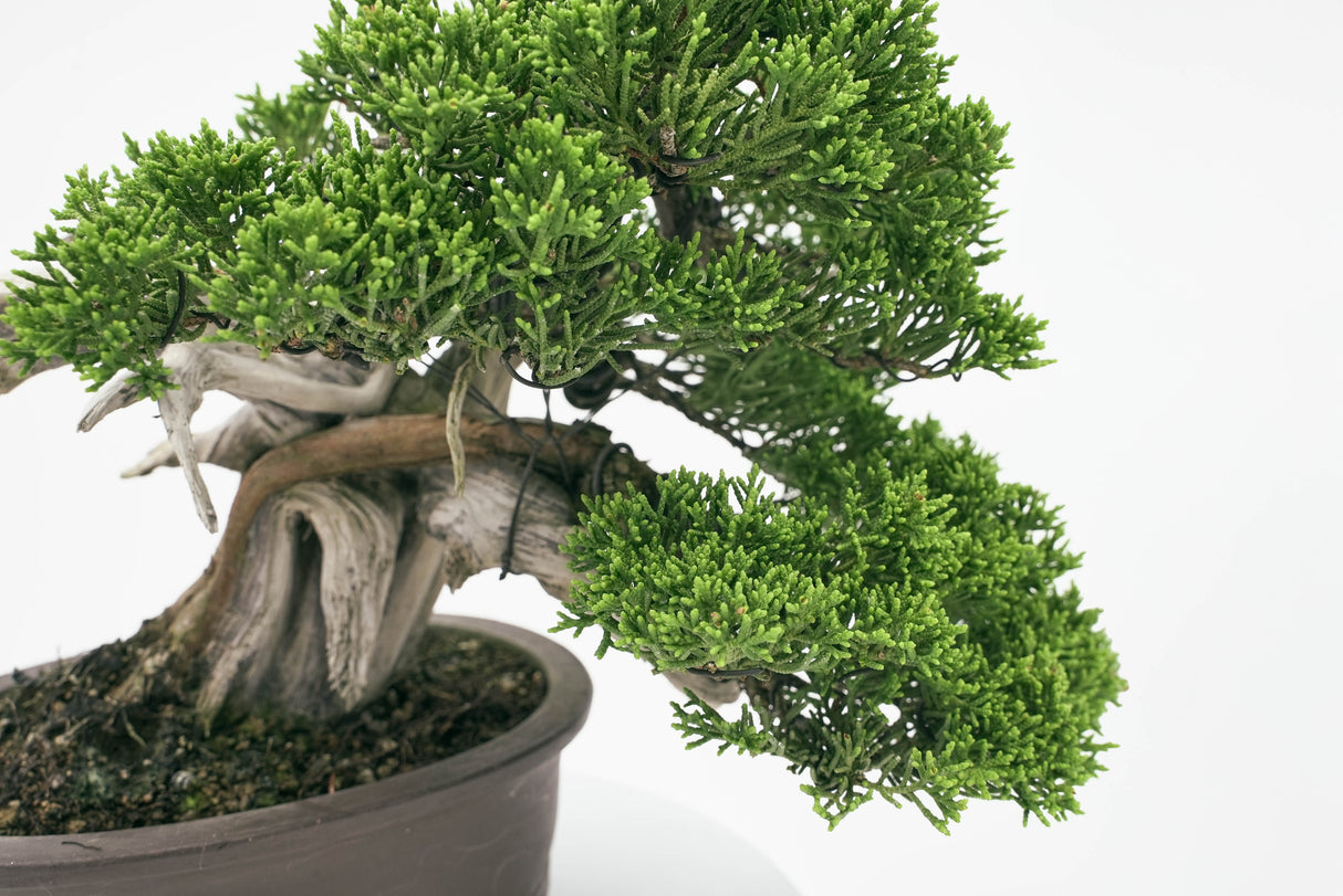 真柏 平松 No.001|小品盆栽