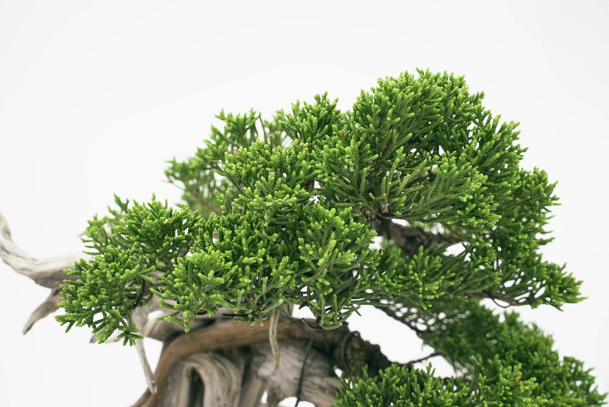 真柏 平松 No.001|小品盆栽