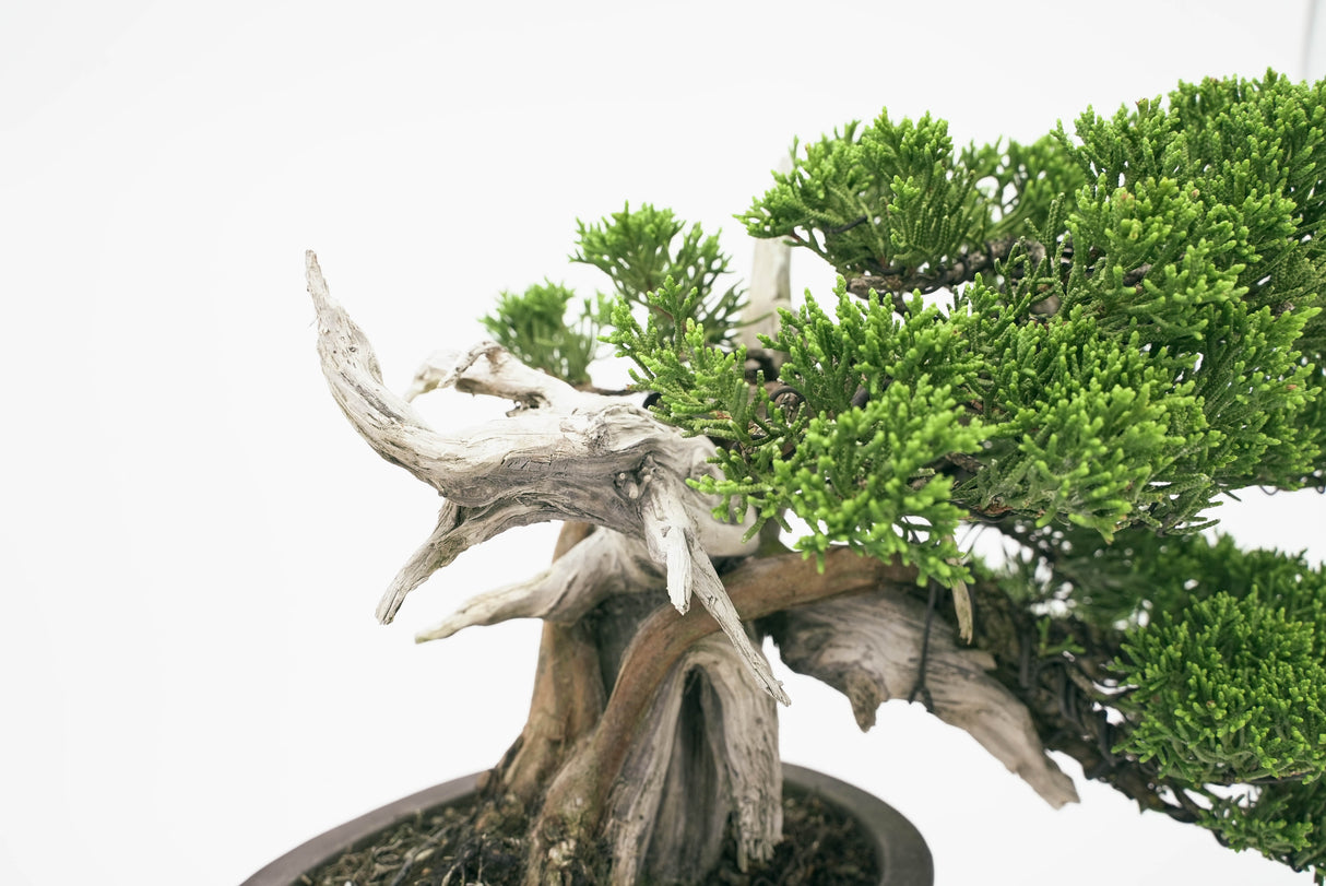 真柏 平松 No.001|小品盆栽