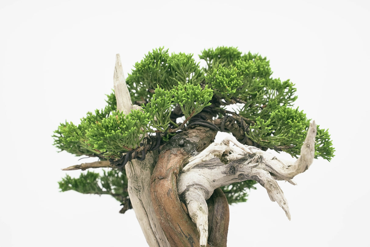 真柏 平松 No.001|小品盆栽