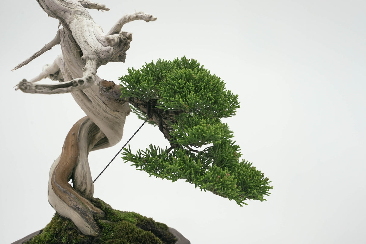 真柏 平松 No.002|小品盆栽