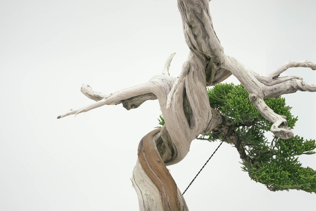 真柏 平松 No.002|小品盆栽