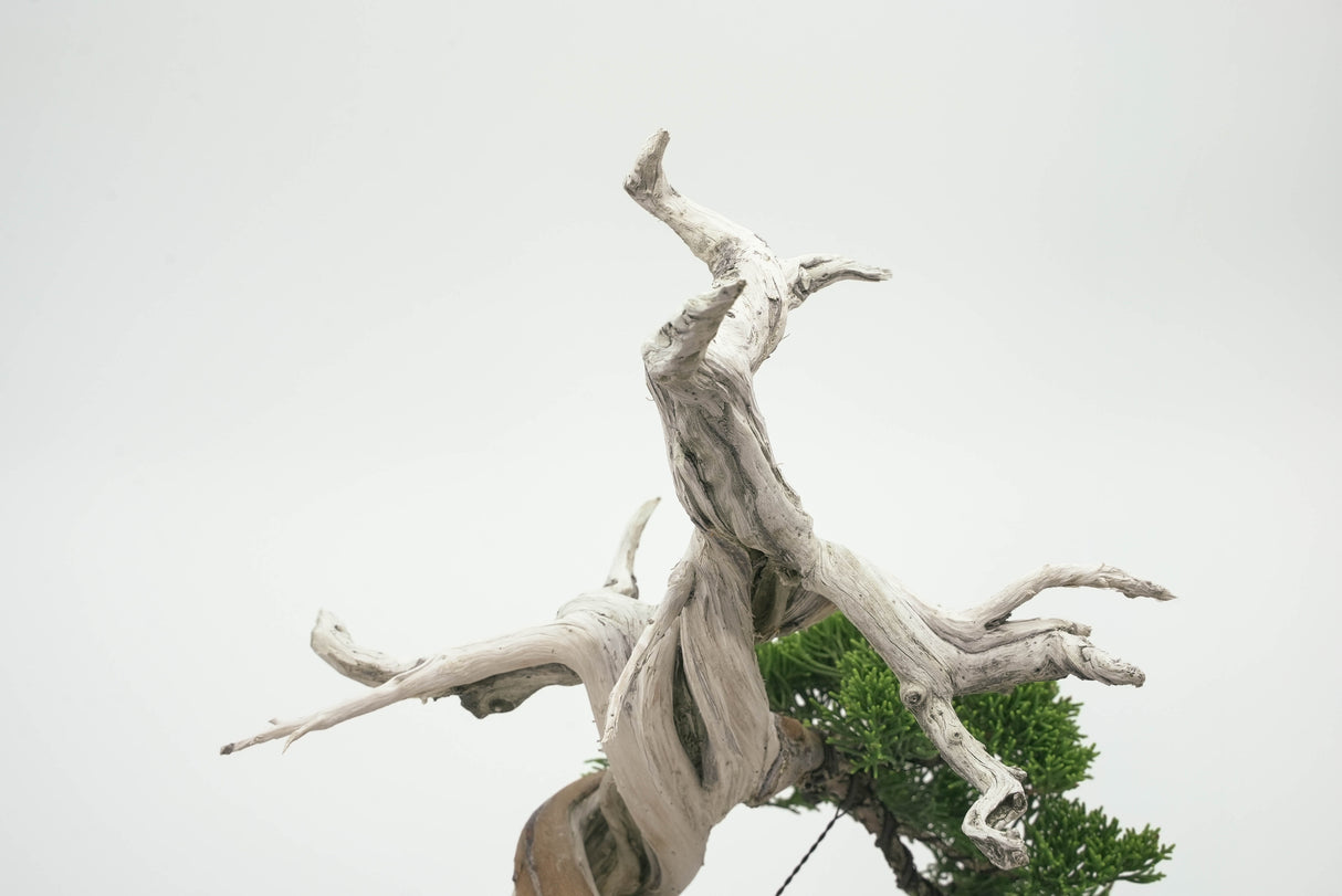 真柏 平松 No.002|小品盆栽