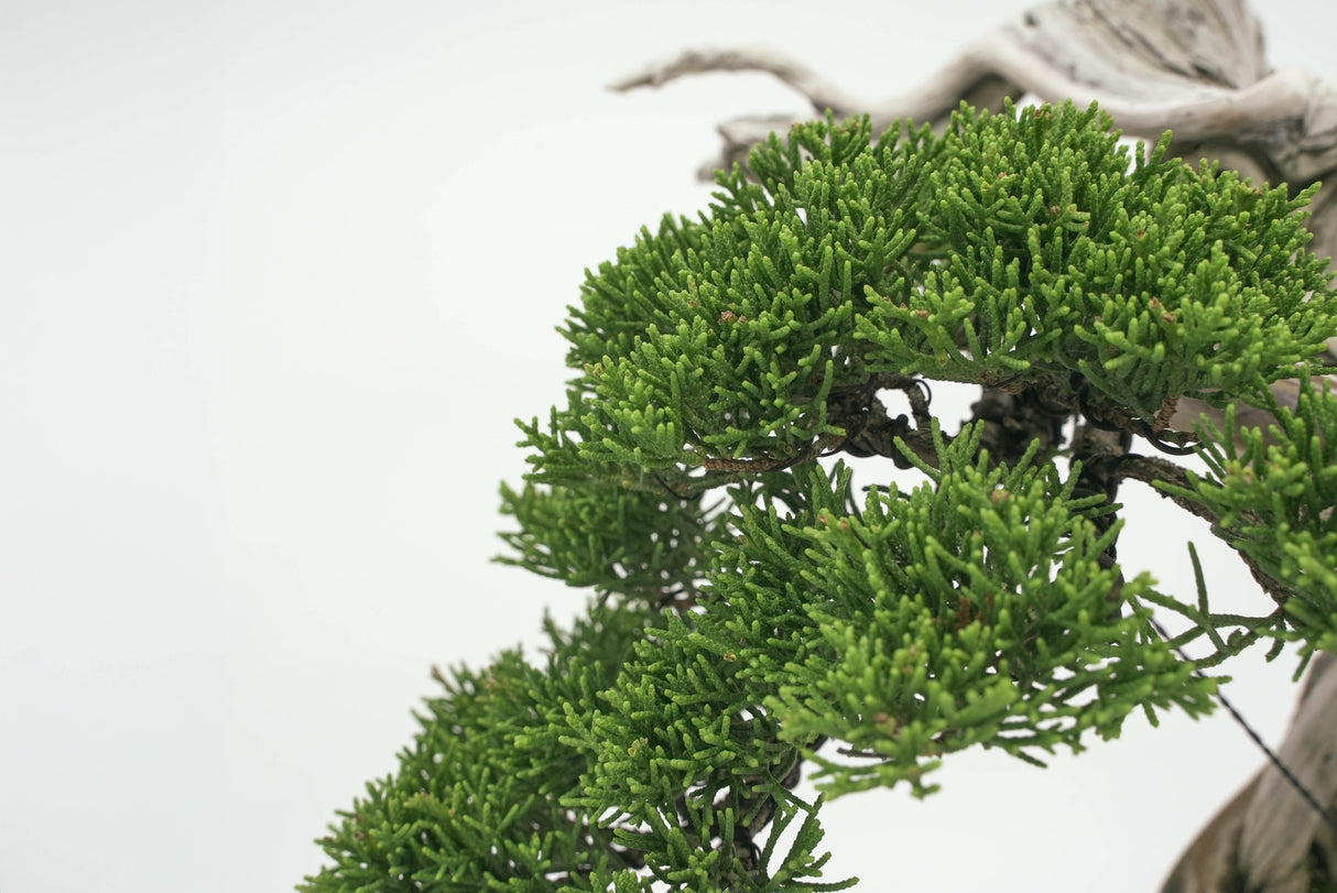 真柏 平松 No.002|小品盆栽