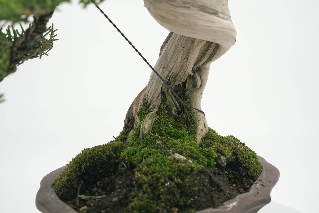 真柏 平松 No.002|小品盆栽