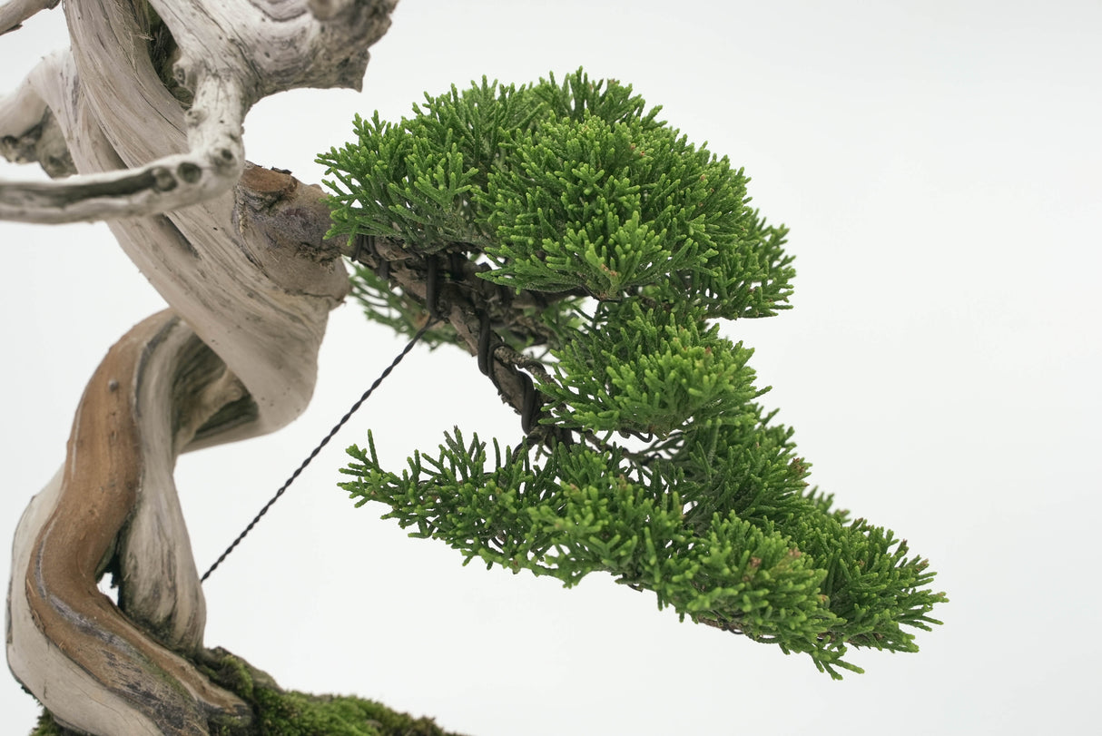 真柏 平松 No.002|小品盆栽