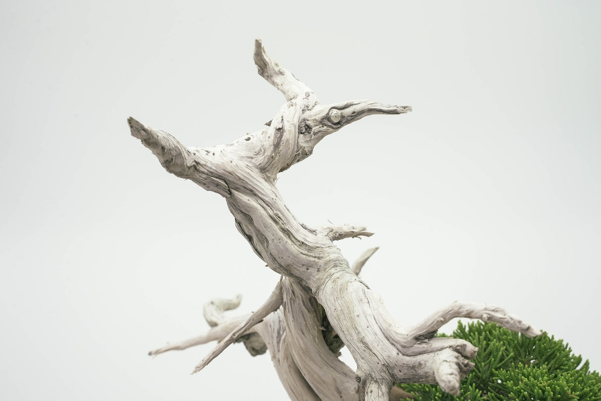 真柏 平松 No.002|小品盆栽