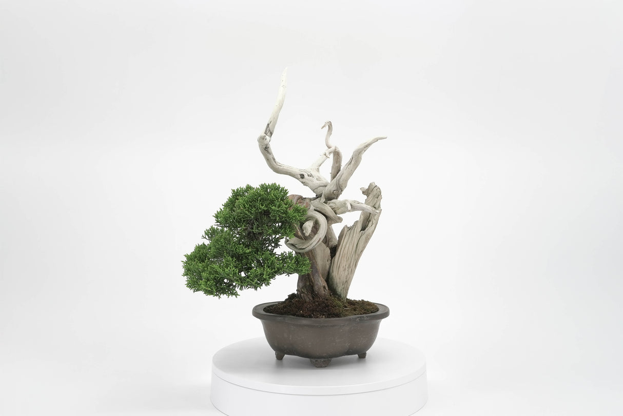 真柏 平松 No.003|小品盆栽