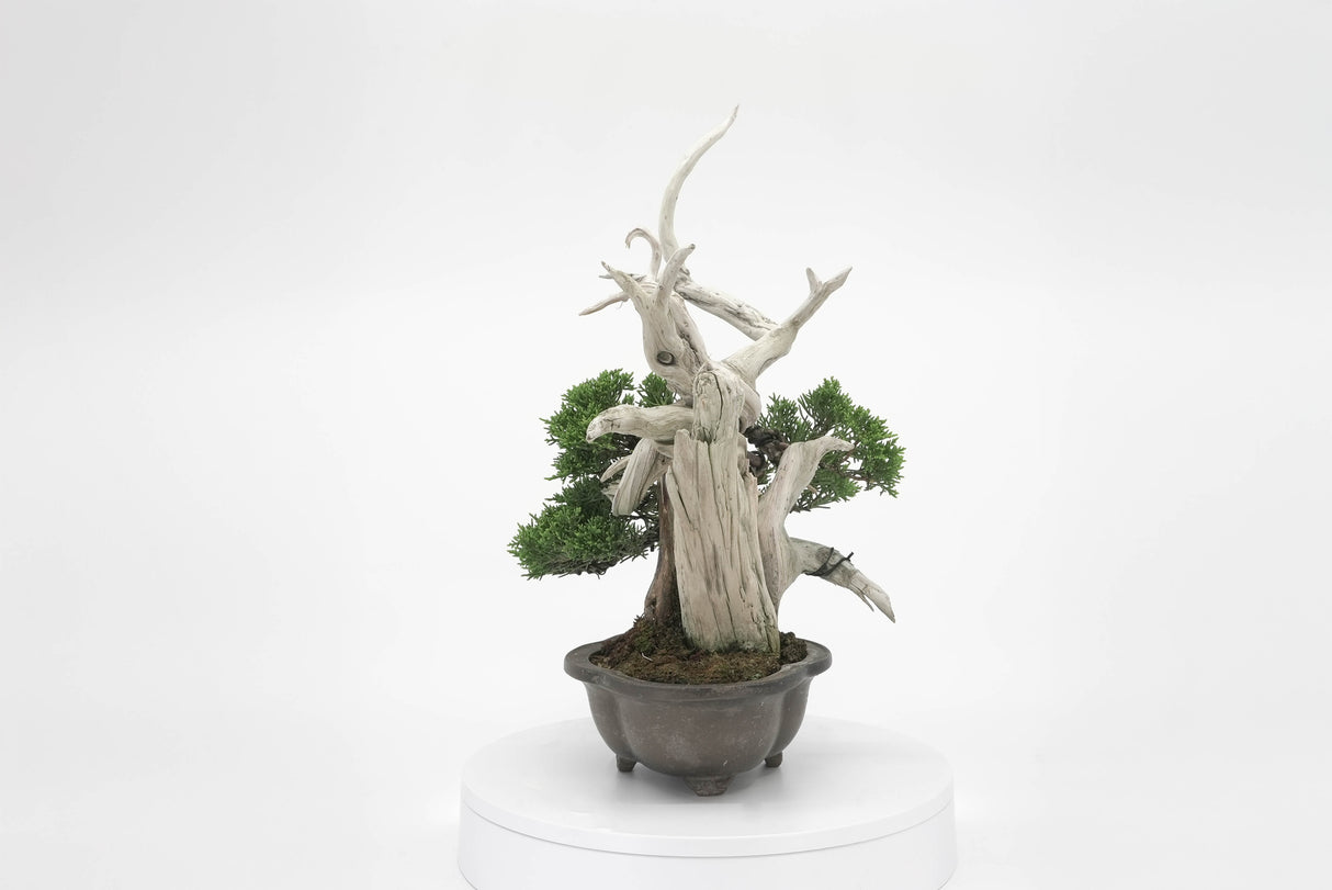 真柏 平松 No.003|小品盆栽